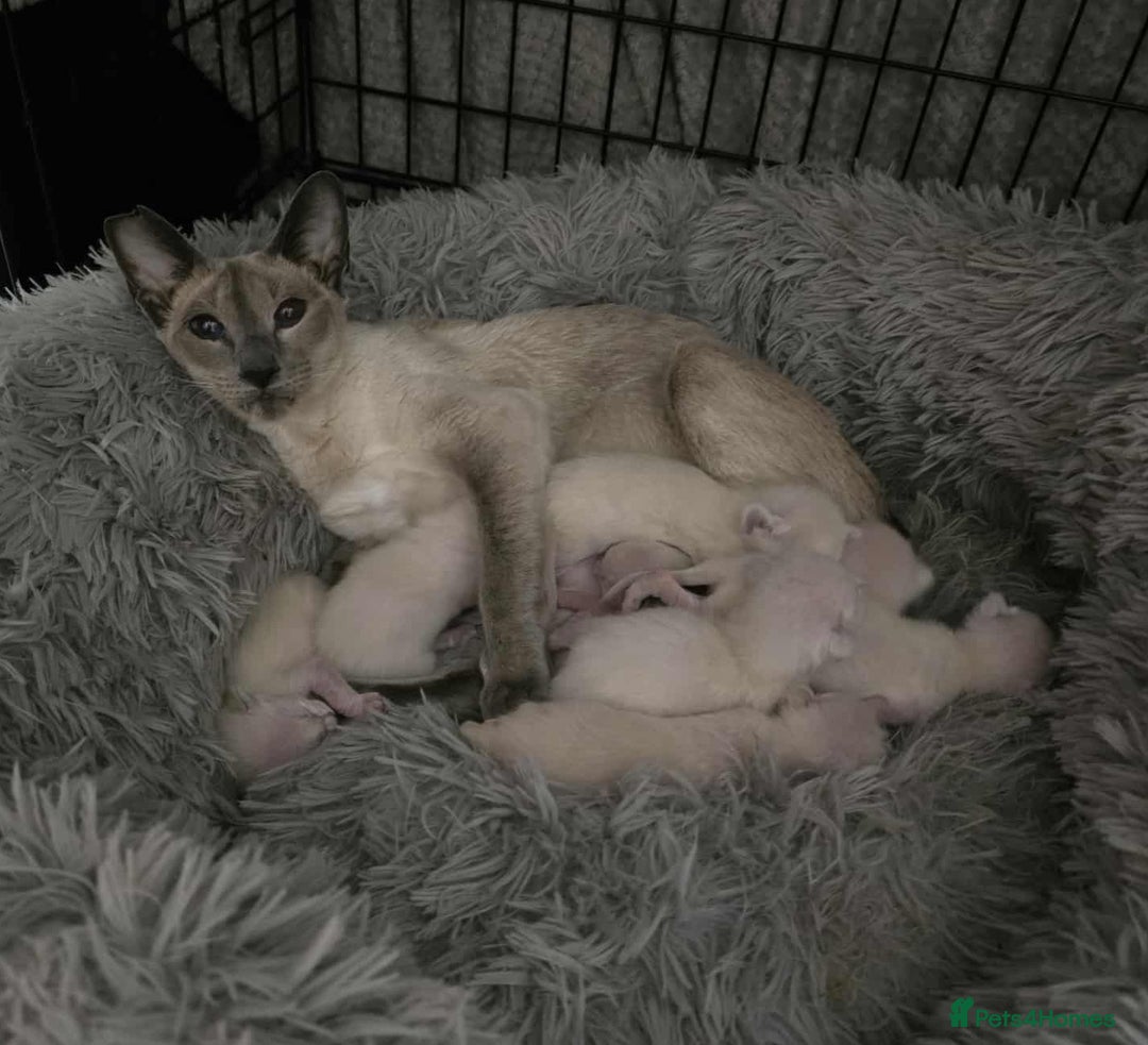 Siamese cats for sale: Gorgeous little cuddle buddies - Image 2