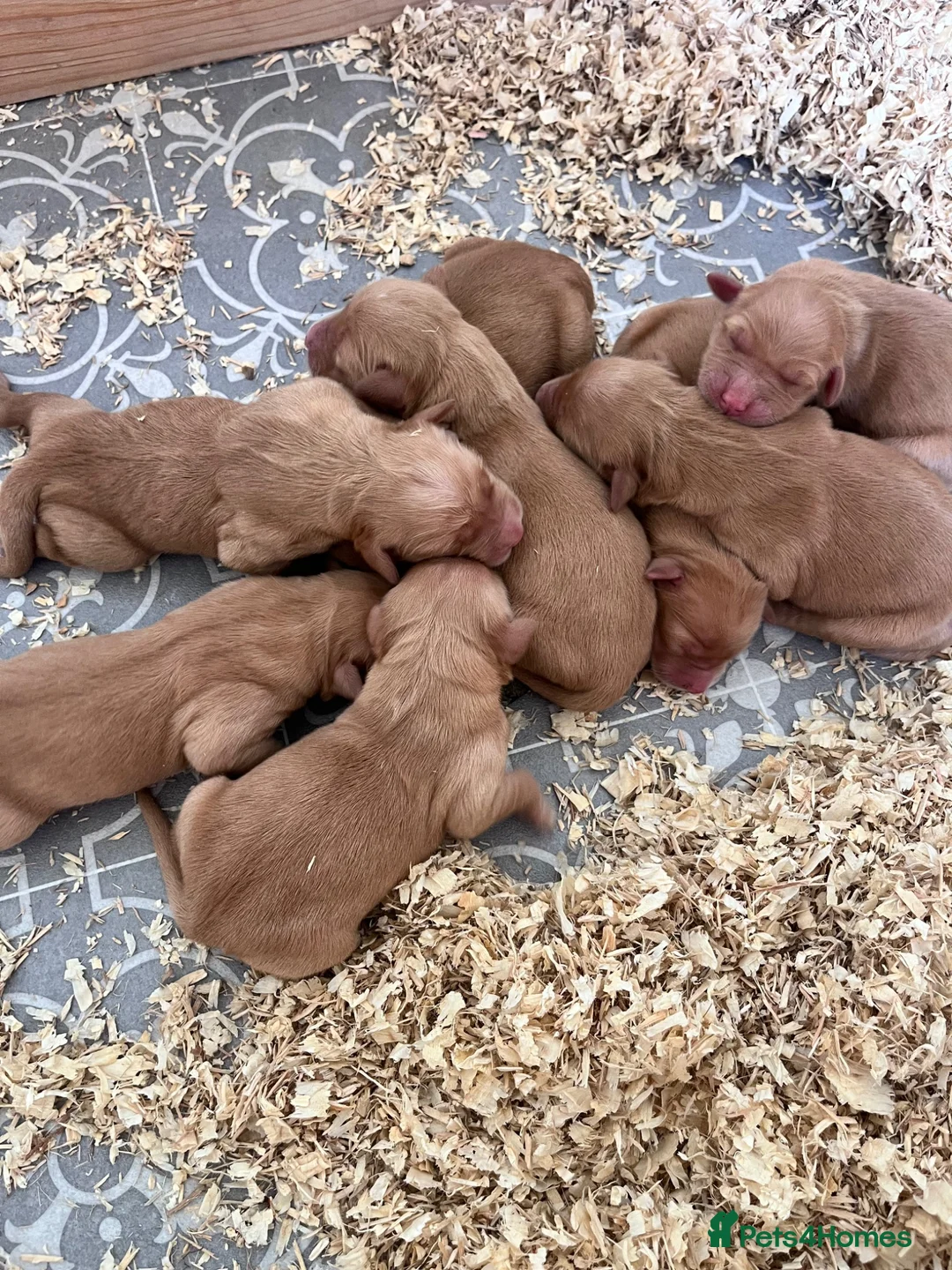 Golden Retriever dogs for sale: Loving, family raised golden retriever puppies  - Advert 7