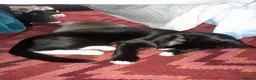 Mixed Breed cats for sale: Sale kitten  in Enfield - Advert 3