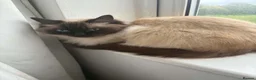 Ragdoll cats for sale: Tinker in Burton-on-Trent - Advert 1