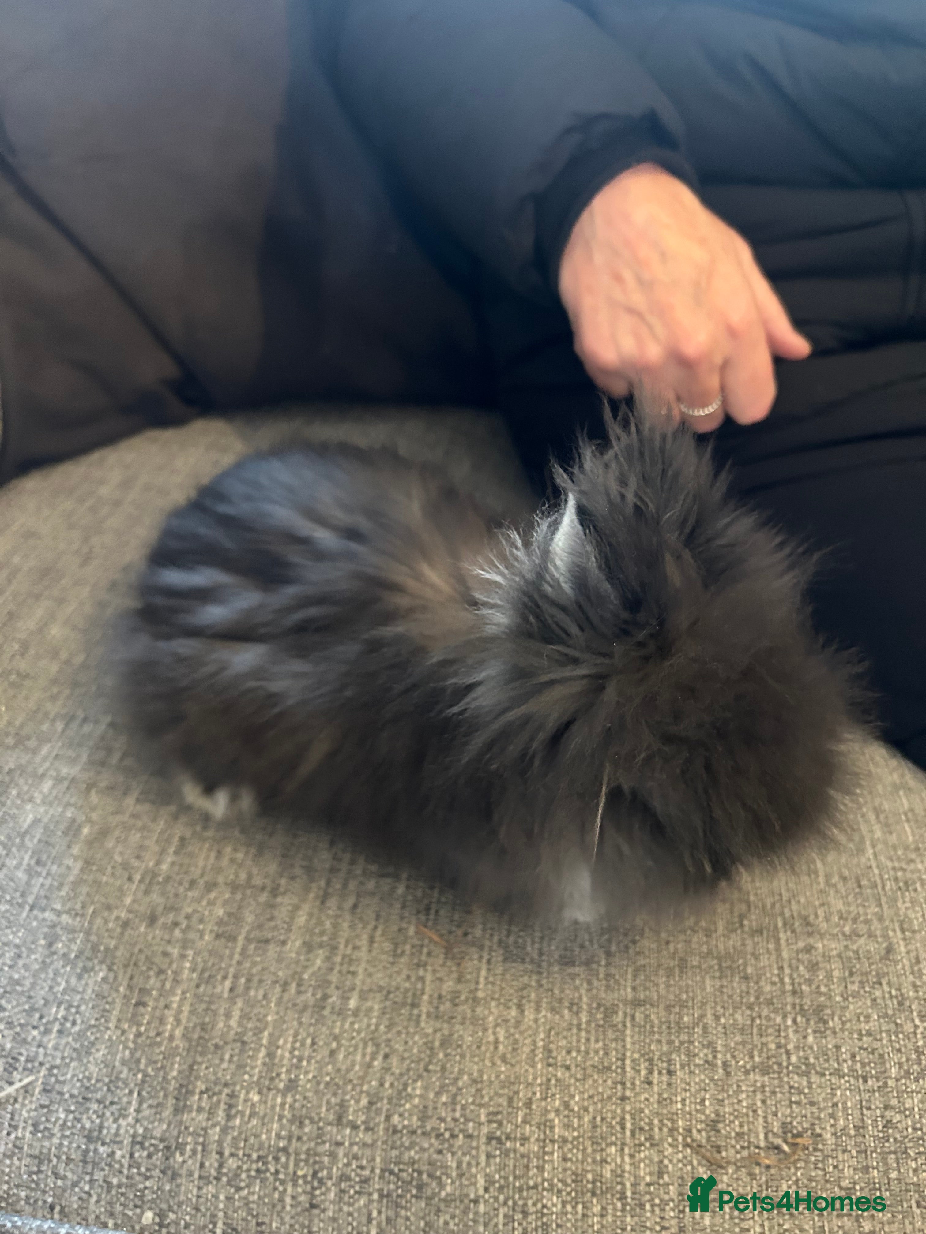 Lionhead rabbits 1 dark gray girl left   - Advert 10