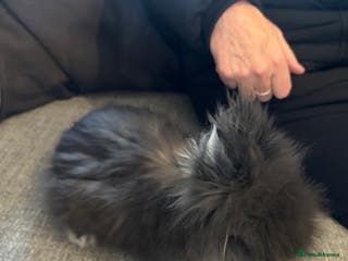 Lionhead rabbits 1 dark gray girl left - Advert 11