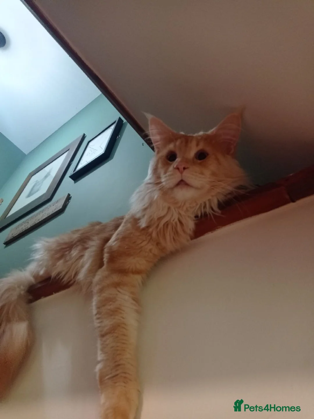 Maine Coon cats for sale: Maine Coon kittens boy and girl  - Advert 18