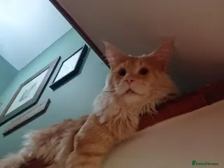 Maine Coon cats Maine Coon kittens boy and girl - Advert 4