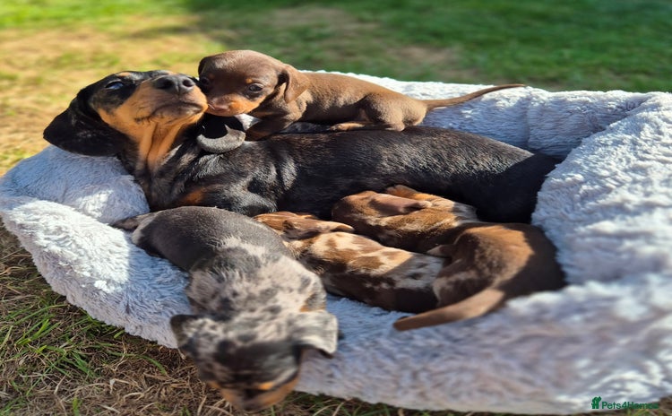 Miniature Dachshund dogs - Advert 7