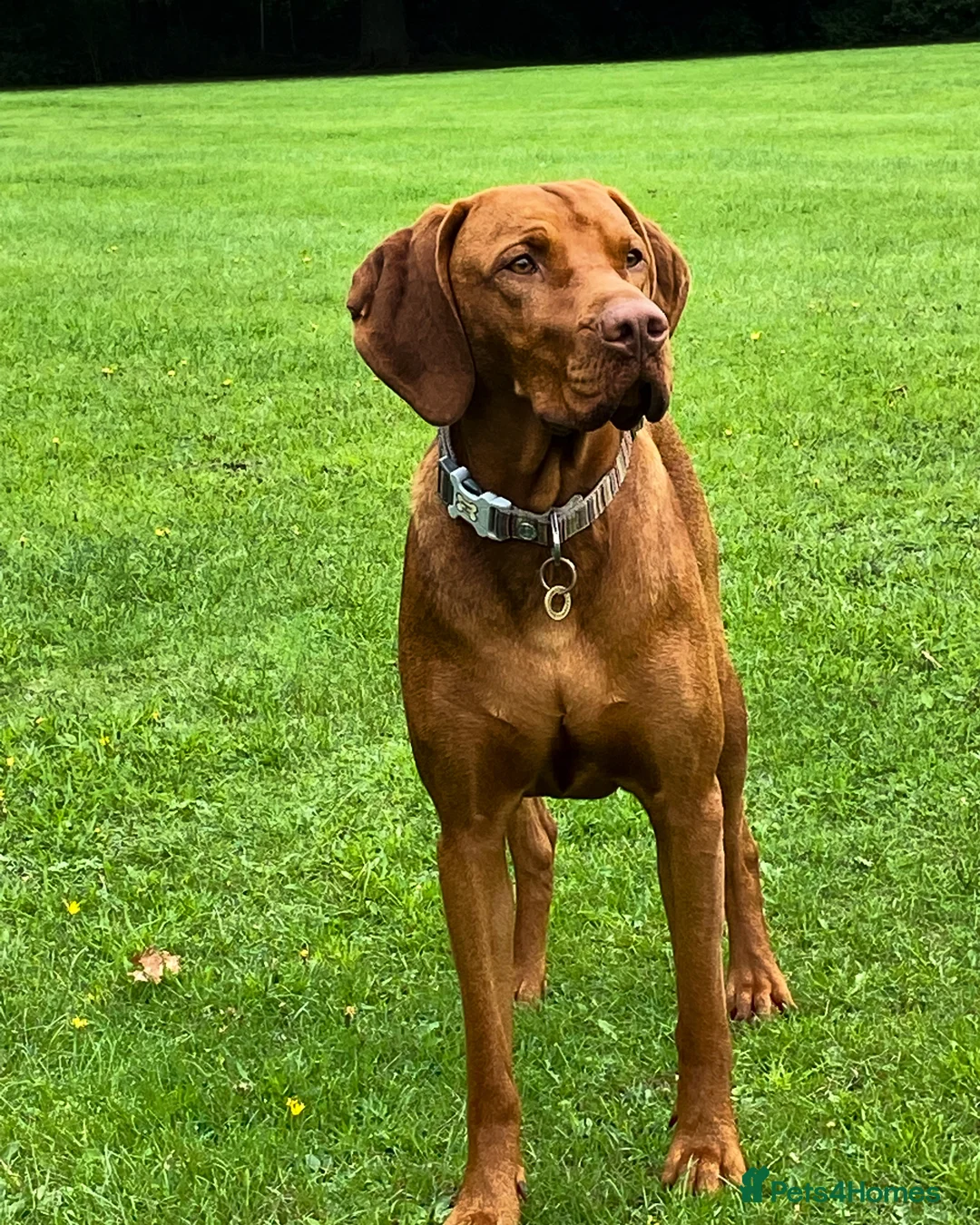 Hungarian Vizsla dogs for stud: KC registered, World Champion blood line stud.  - Advert 3
