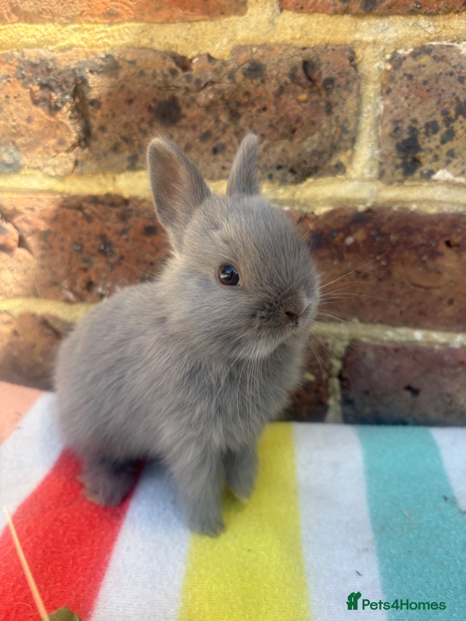 Netherland Dwarf rabbits 2 Blue Netherland Dwarf Bunnies  - Advert 1