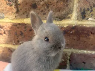 Netherland Dwarf rabbits 2 Blue Netherland Dwarf Bunnies - Advert 1