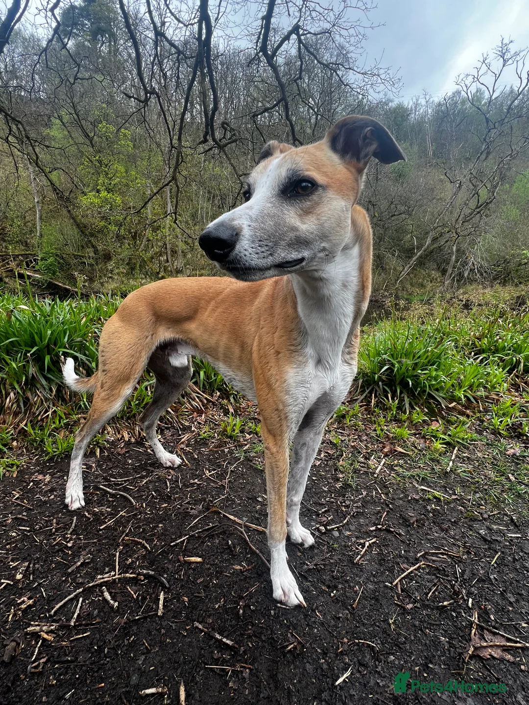 Lurcher dogs for stud: Lurcher for stud - Advert 12