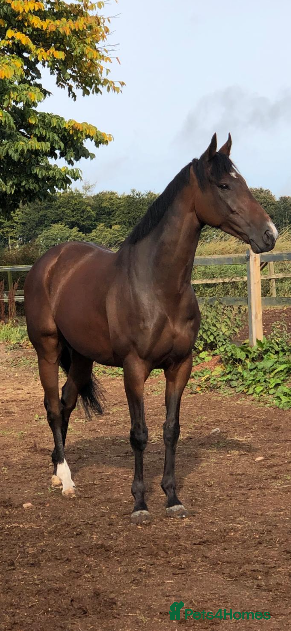 English Thoroughbred horses 15.2hh Stunning 7 yr bay Gelding real eye catcher - Advert 1