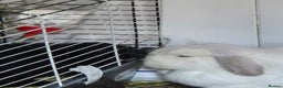 Mini Lop rabbits for sale: Rabbit for adoption - Advert 6