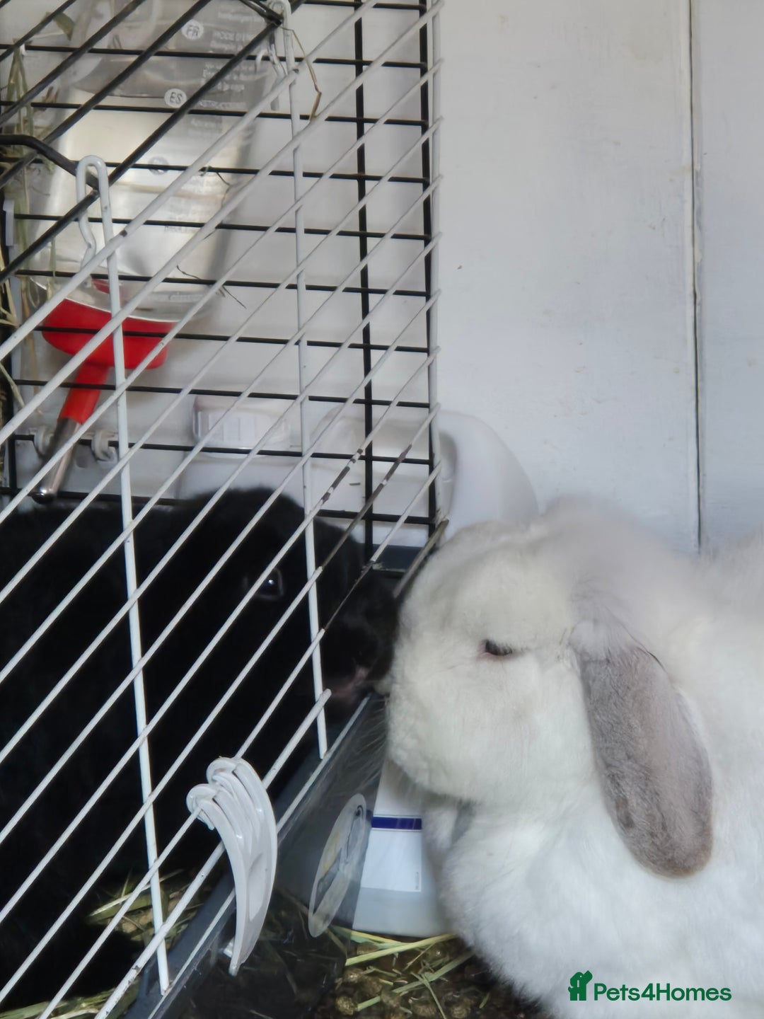 Mini Lop rabbits for sale: Rabbit for adoption - Advert 6