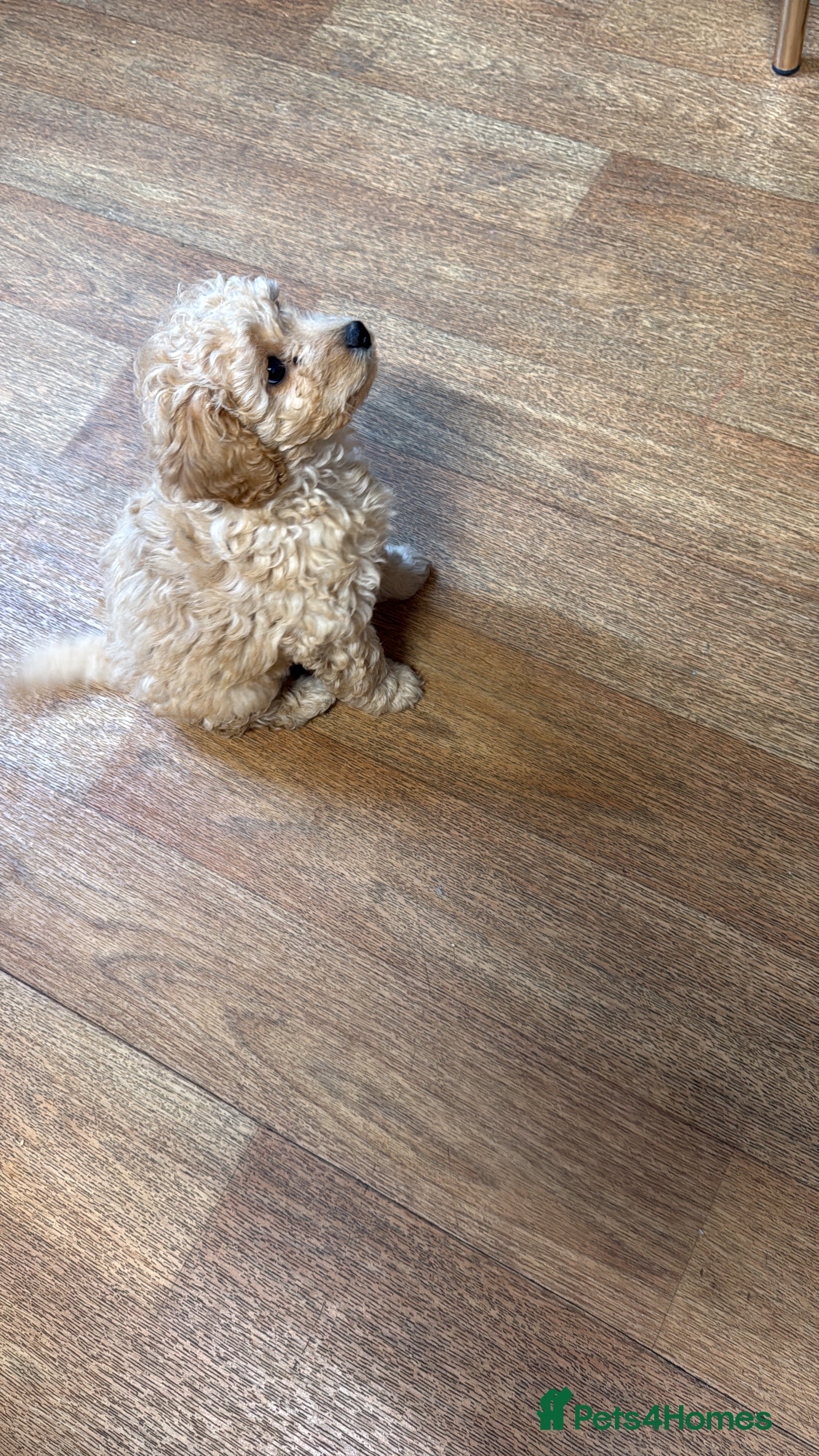 Cockapoo dogs Cockapoo female for sale  - Advert 2