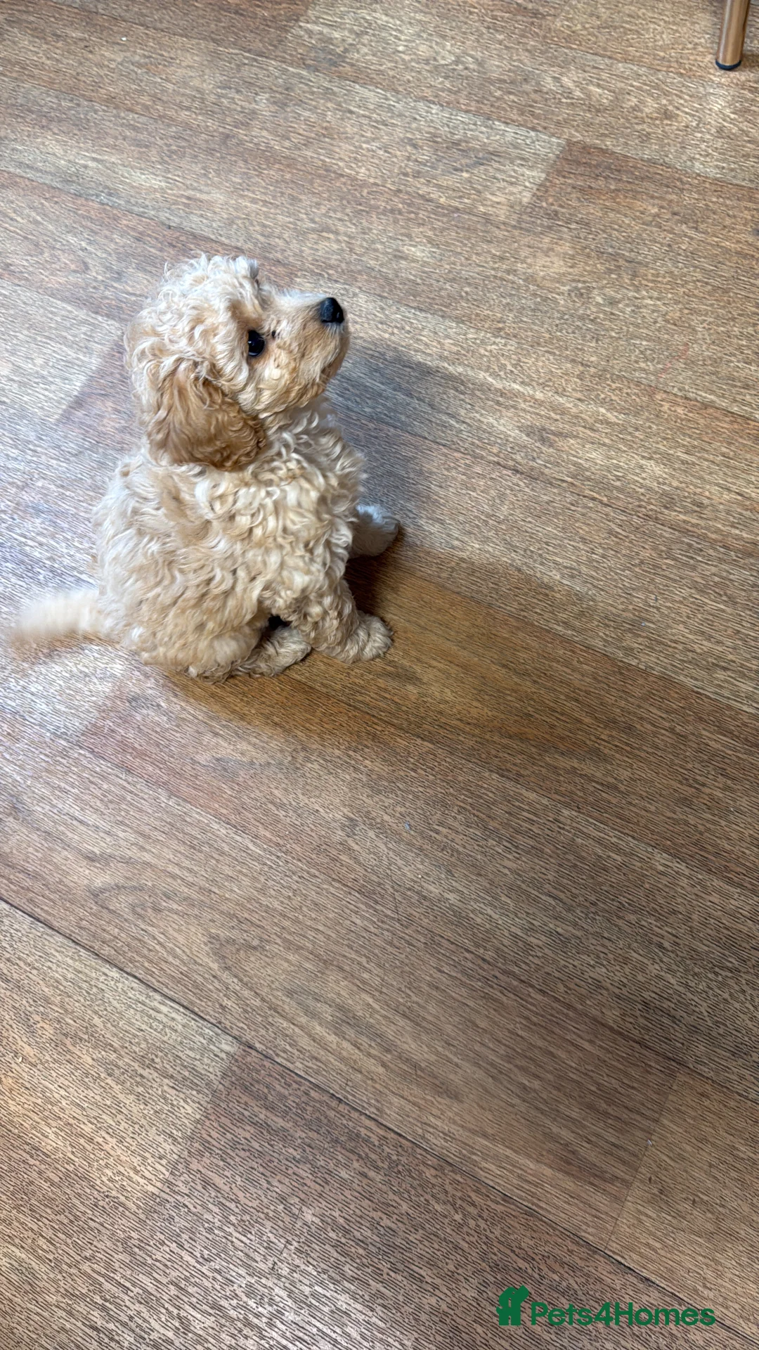 Cockapoo dogs for sale: Cockapoo female for sale  - Advert 1