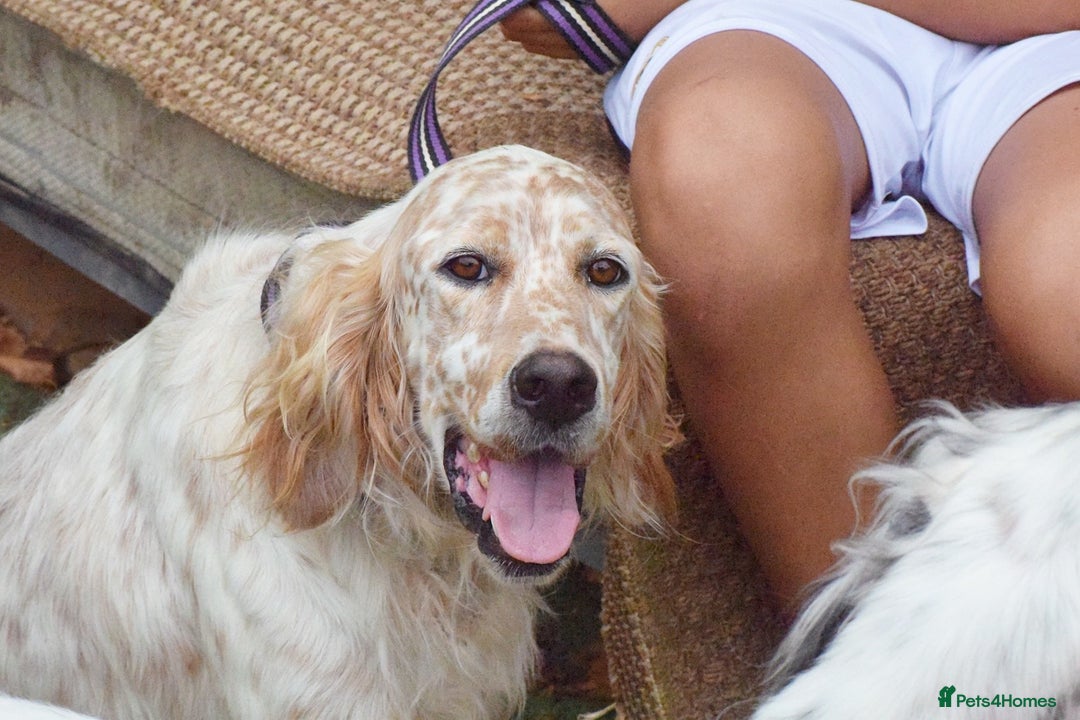 English Setter dogs for adoption: Figo  - Image 7
