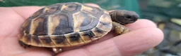Tortoise reptiles for sale: 2026 Home Hatched Hermanns Tortoises For Sale - Advert 5