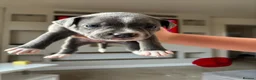 Staffordshire Bull Terrier dogs for sale: Staffordshire Bull Terrier pups x2 beautiful girls - Advert 21