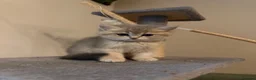 Scottish Fold cats for sale: Scottish Fold Kittens - 2 girls 1 boy  - Advert 9