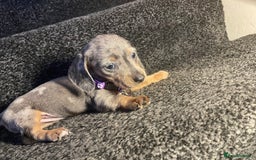 Dachshund dogs for sale: 5 beautiful miniature short haired dachshunds - Image 14