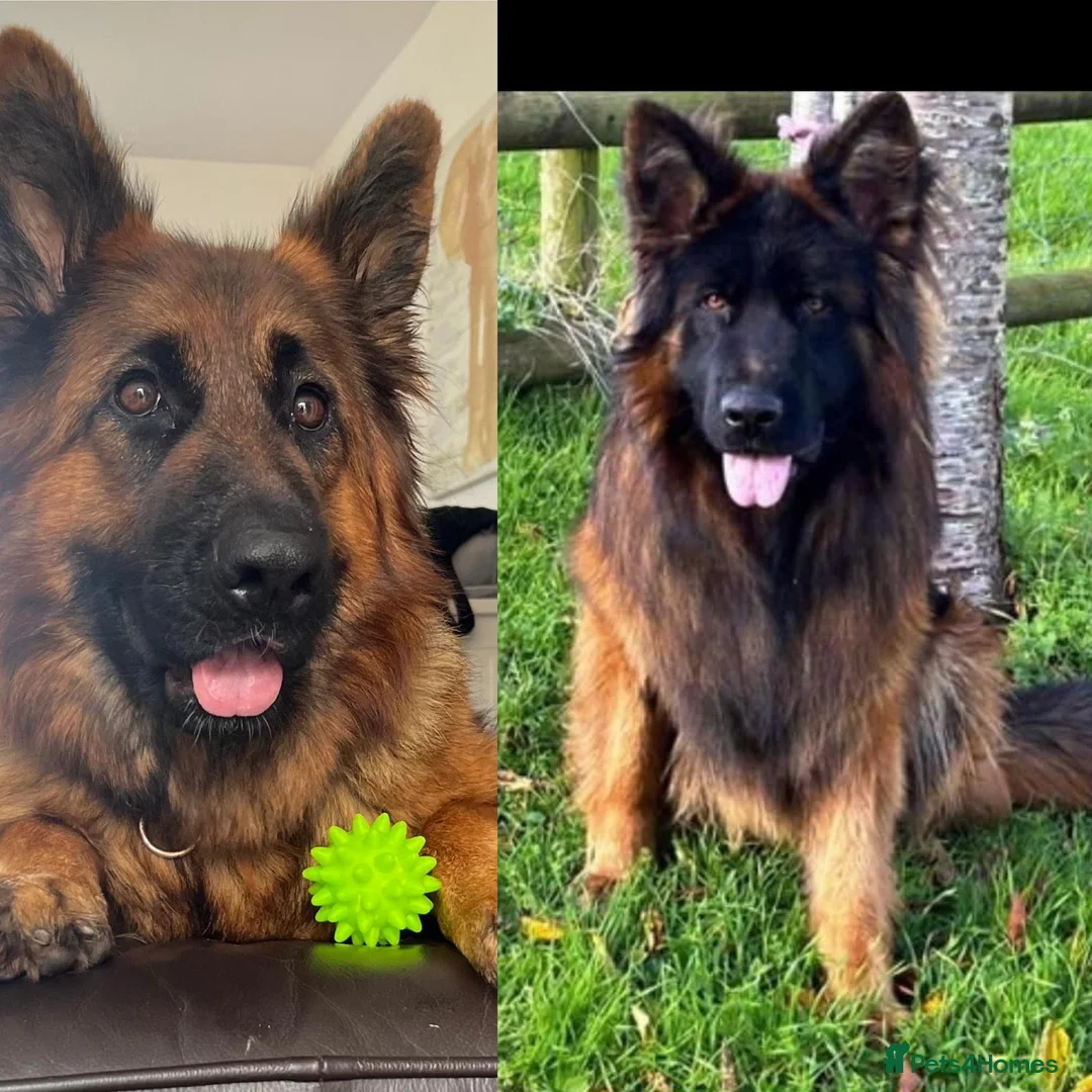 German Shepherd dogs for sale: Stunning GSD puppies for sale  - Advert 2