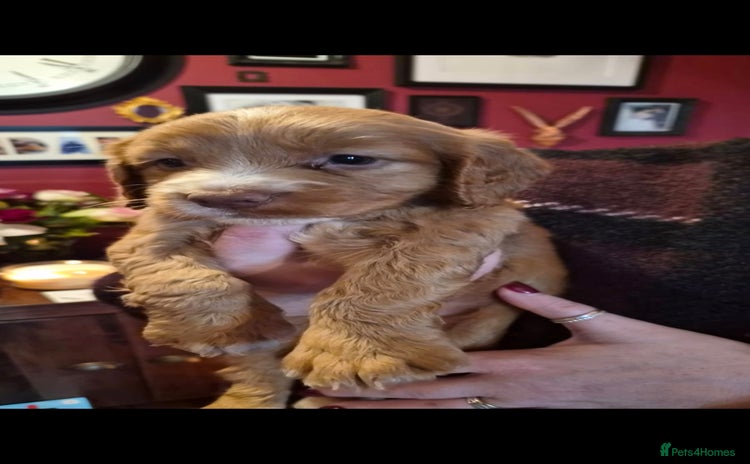 Cocker Spaniel dogs Cocker Spaniel  - Advert 1