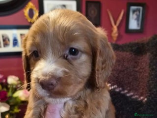 Cocker Spaniel dogs Cocker Spaniel - Advert 10