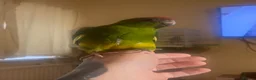 Parrots birds for sale: Hand reared Kakariki  - Advert 16