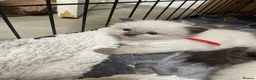Ragdoll cats for sale: 3 Ragdoll kittens  in Knottingley - Advert 3