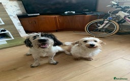 Jackapoo dogs for sale: Jack Russell mix - Image 2
