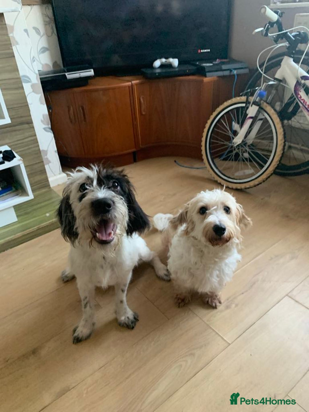 Jackapoo dogs for sale: Jack Russell mix - Image 2