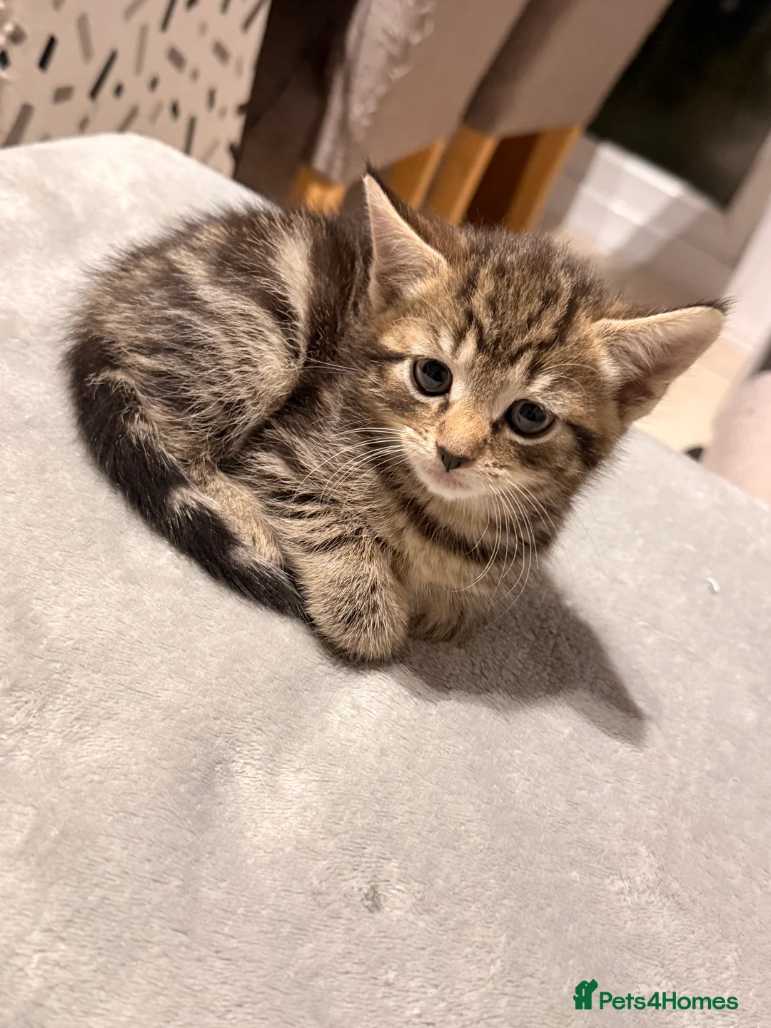 British Longhair cats for sale: Beautiful tabby kittens for sale - ready to go now - Advert 7