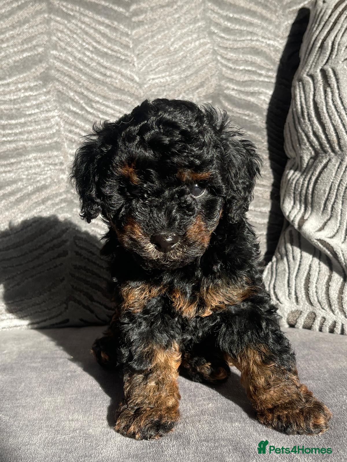 Cockapoo dogs F1b stunning Rare litter Merle and Red Cockapoos  - Advert 2