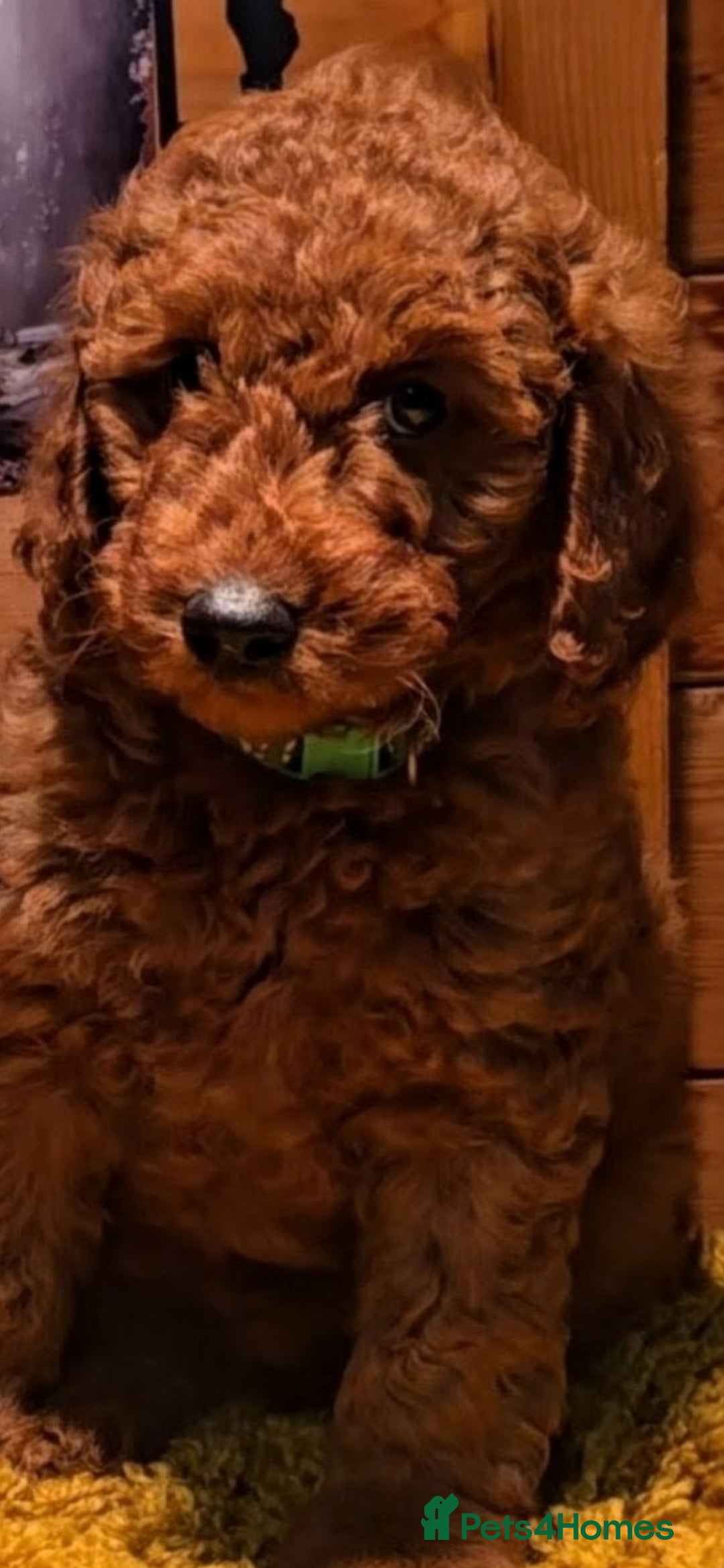 Miniature Poodle dogs for sale: MINIATURE POODLE BOYS NOW AVAILABLE!  - Advert 31