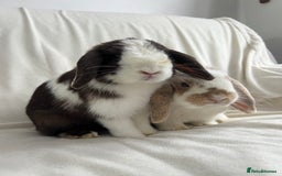 Mini Lop rabbits for sale: 2 Mini Lop Bunnies for £100 - Image 13