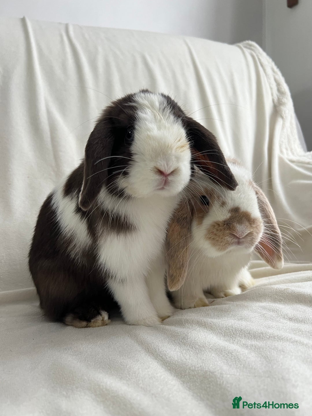 Mini Lop rabbits for sale: 2 Mini Lop Bunnies for £100 - Image 13