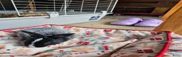 Netherland Dwarf rabbits for sale: Baby bunny - Advert 12