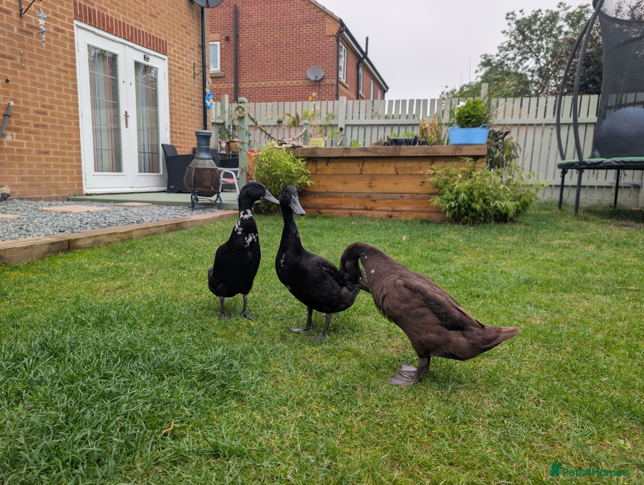 Ducks poultry 🦆 Runner Ducks Available – Ready for New Homes 🦆 - Advert 18