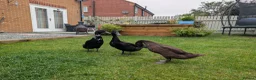 Ducks poultry for sale: 🦆 Runner Ducks Available – Ready for New Homes 🦆 - Advert 1