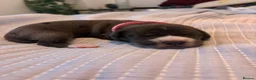 Mixed Breed dogs for sale: Gorgeous cane corso cross springer puppies  - Advert 16