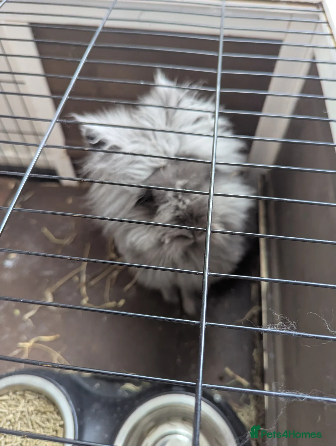 Lionhead rabbits for sale: Male Rabbit  in Doncaster - Advert 4