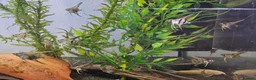 Angelfish fish for sale: Home Bred Blue Smokey / Pinoy Angelfish 2.5cm  - Advert 8