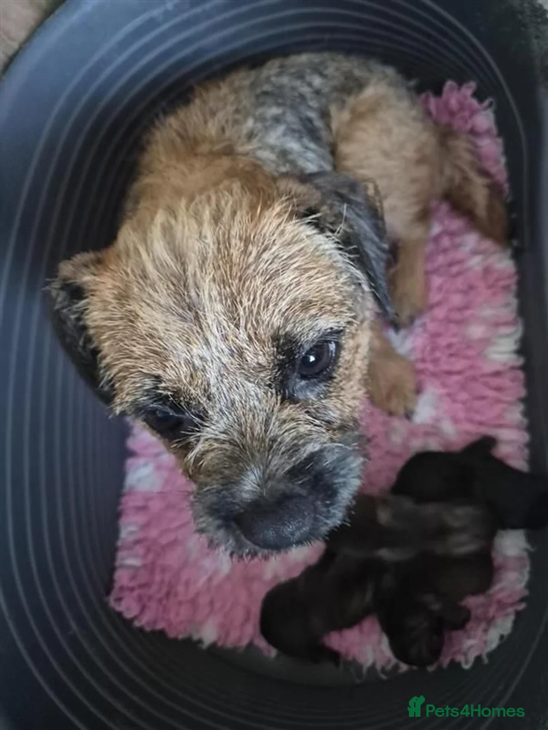 Border Terrier dogs for sale: Beautiful Border Terriers for Sale - Advert 18