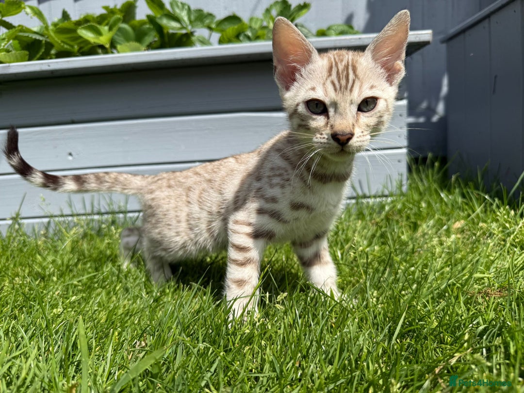 Bengal cats for sale: Bengal Kittens For Sale (Ready To Go - 1 left) - Image 17