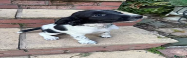 English Springer Spaniel 8