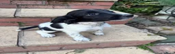 English Springer Spaniel dogs for sale: ESS Puppies Ready to leave  - Advert 6