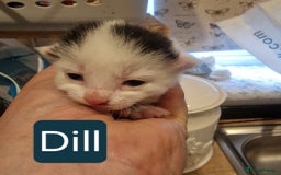 Domestic Shorthair cats for sale: 2 beautiful short hair boys  - Image 7