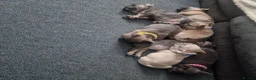 French Bulldog dogs for stud: For stud - Advert 4