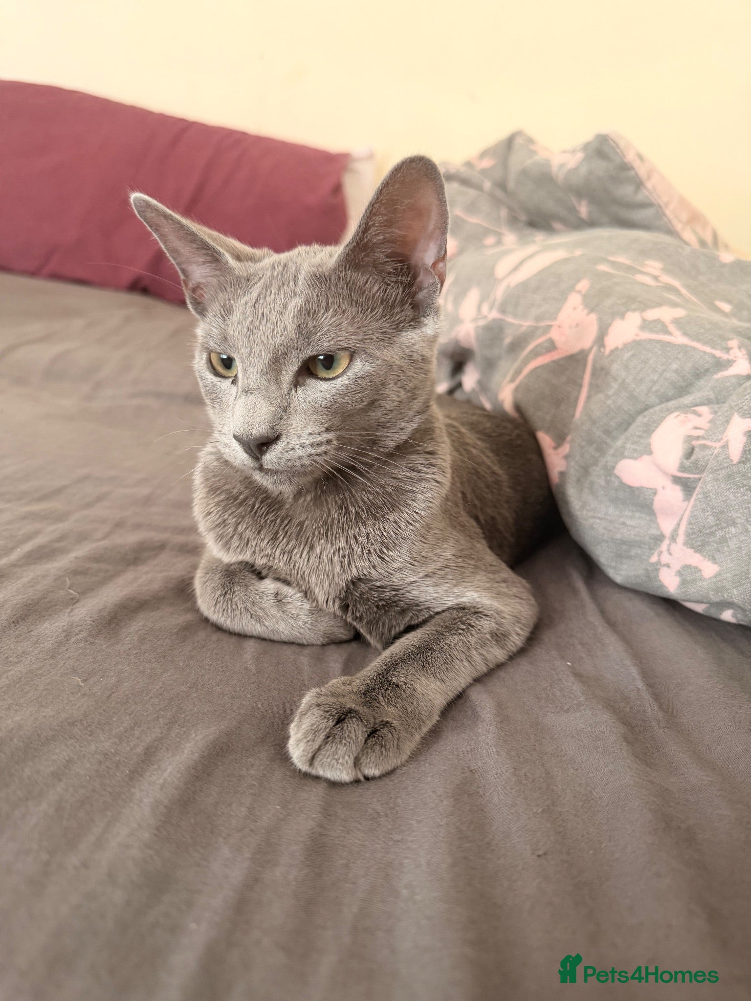 Russian Blue cats Female Russian Blue - Advert 2