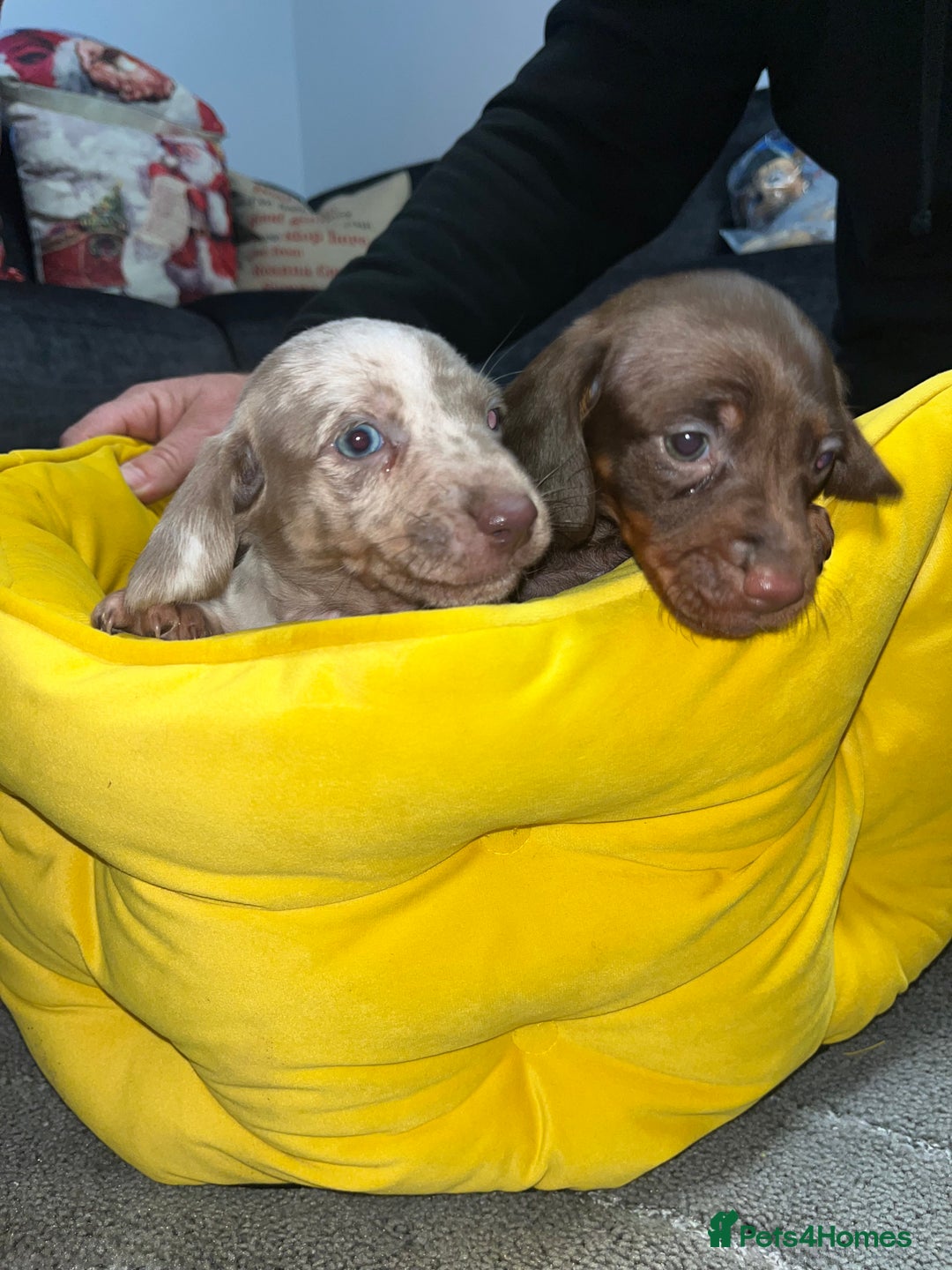 Dachshund dogs for sale: Dachund puppies for sale! - Advert 5