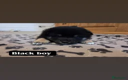 Japanese Shiba Inu dogs for sale: Shiba Inu – 5 Puppies  - Advert 6